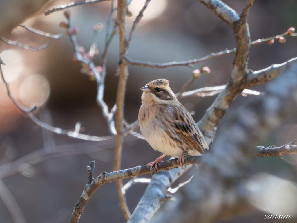 茨城のお山　ミヤマホオジロ