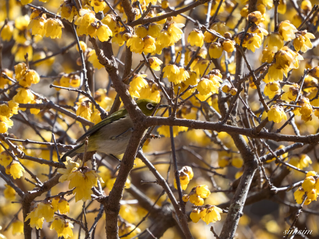 茨城のお山　ロウバイとメジロ