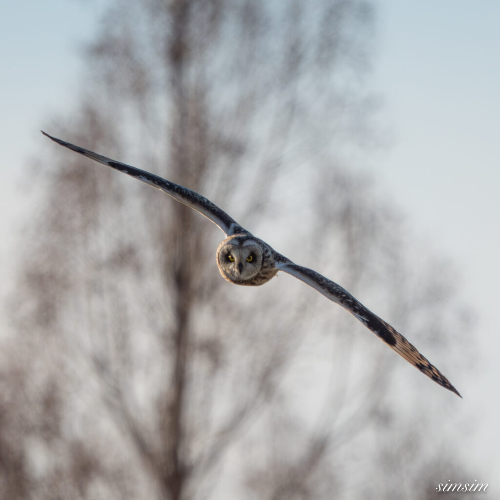 埼玉県農耕地コミミズク