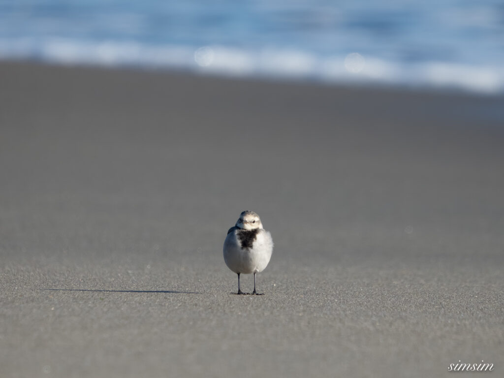 大洗海岸 ハクセキレイ