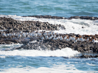 大洗海岸　ミユビシギ