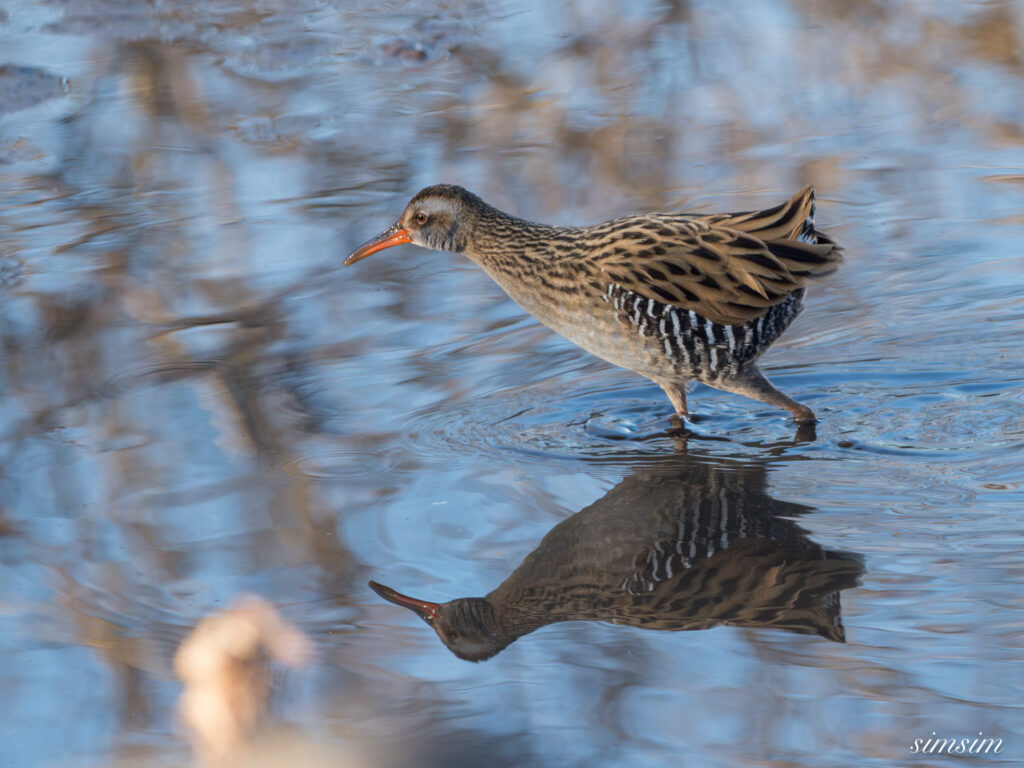 霞ヶ浦 鶴沼公園 クイナ