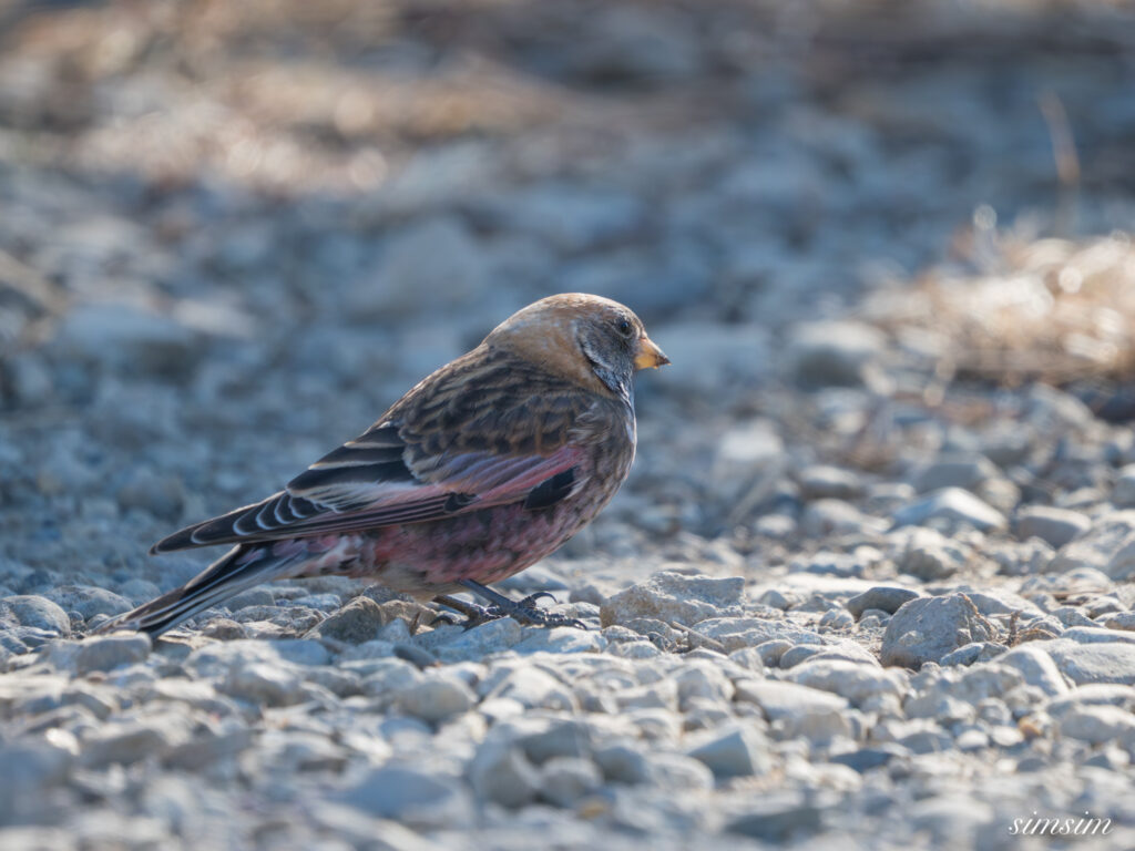 茨城のお山　ハギマシコ
