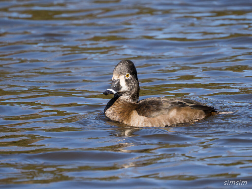 クビワキンクロ　横浜の公園