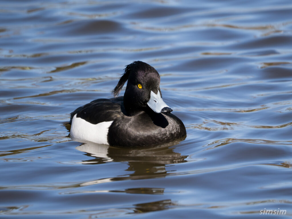 キンクロハジロ　横浜の公園