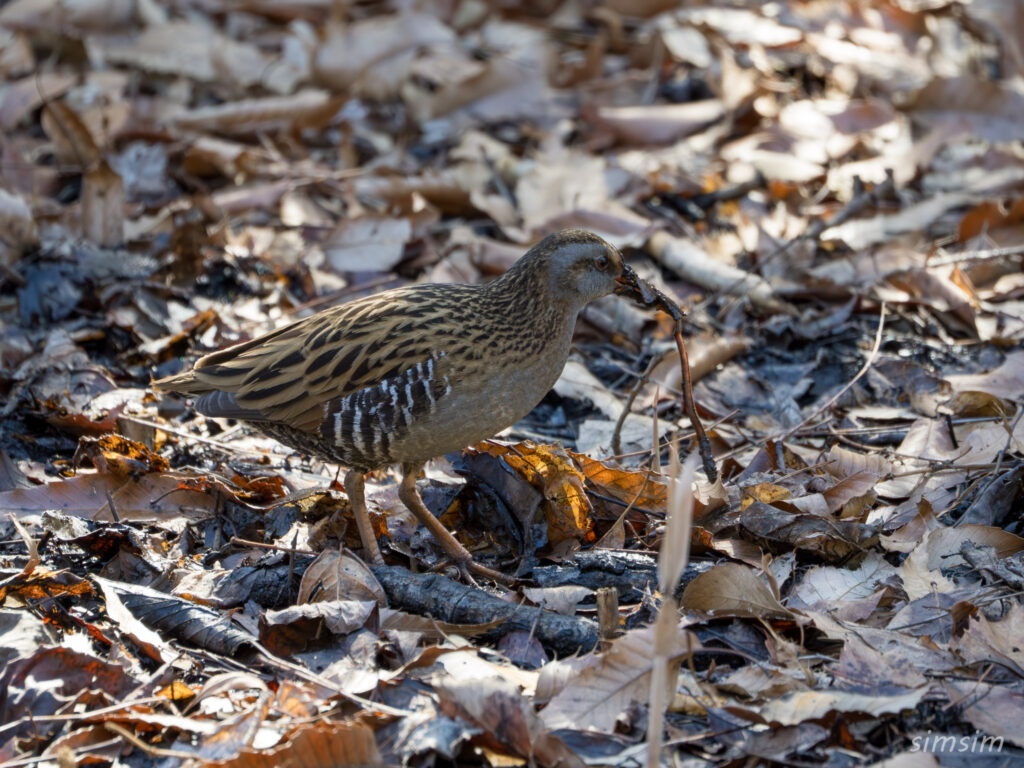 クイナ　横浜の公園