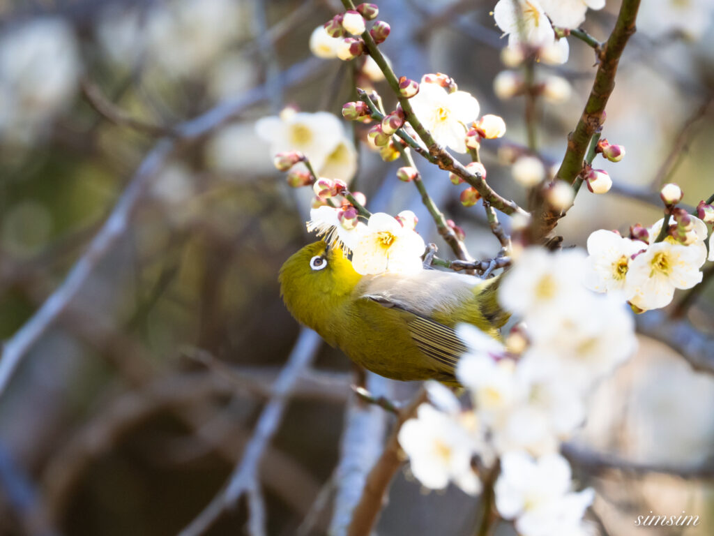 メジロ　横浜の公園
