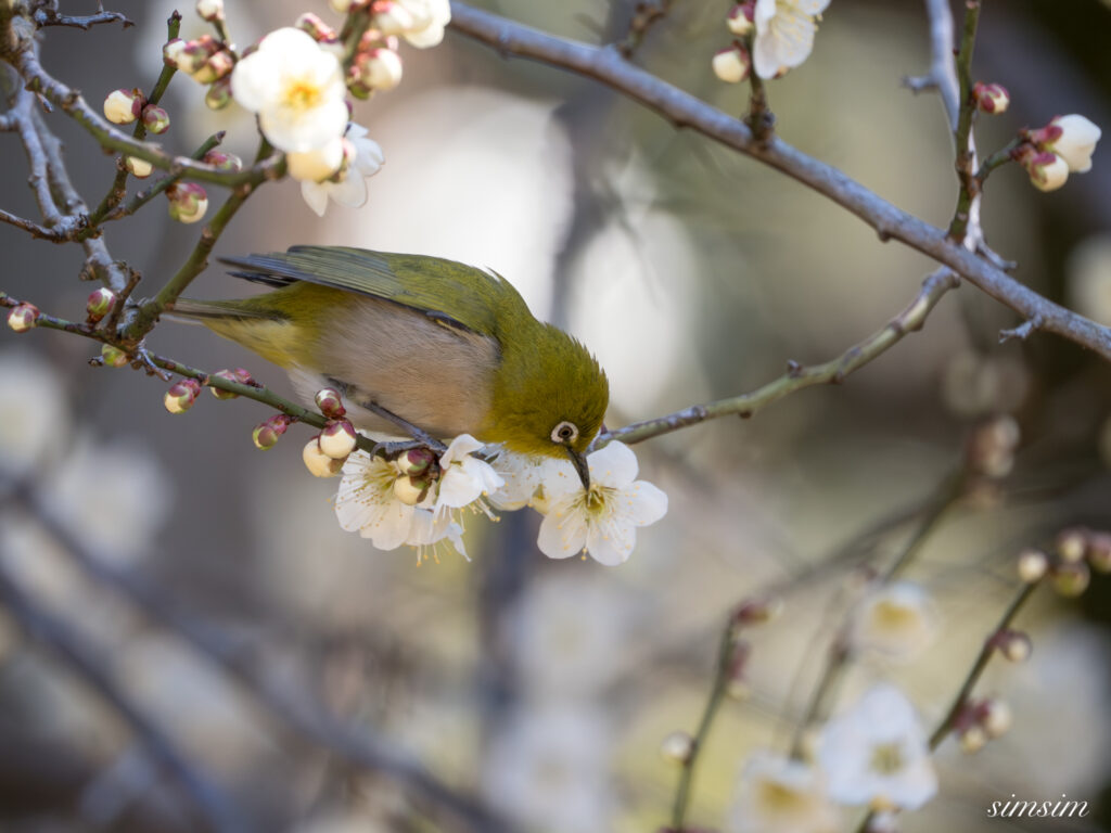 メジロ　横浜の公園