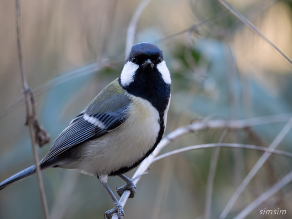 シジュウカラ　横浜の公園