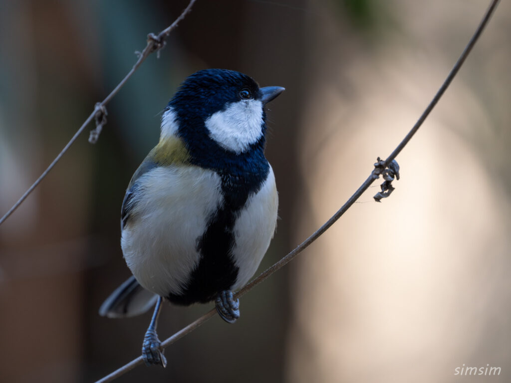 シジュウカラ　横浜の公園