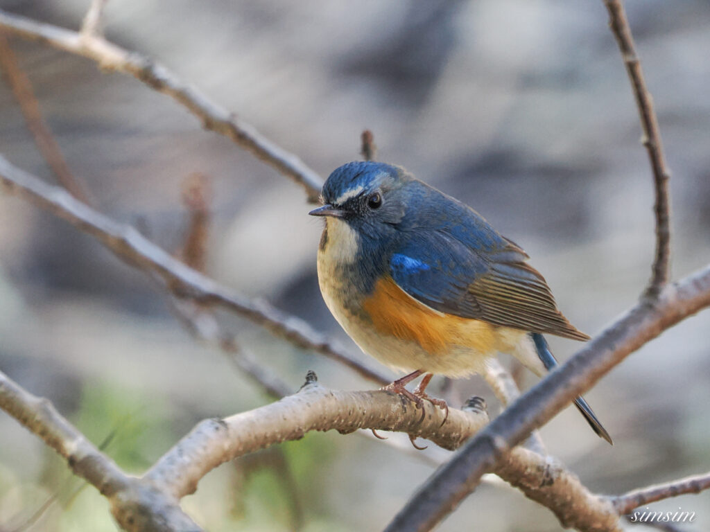 ルリビタキ　横浜の公園