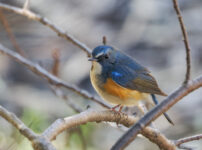 ルリビタキ　横浜の公園