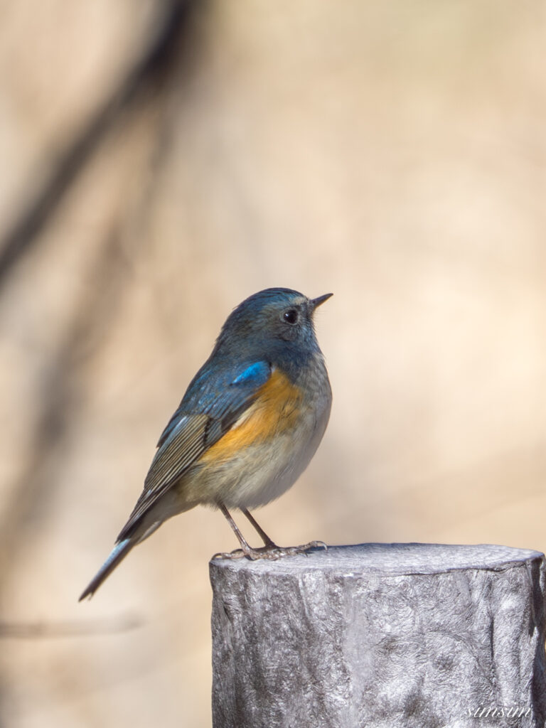 ルリビタキ　横浜の公園