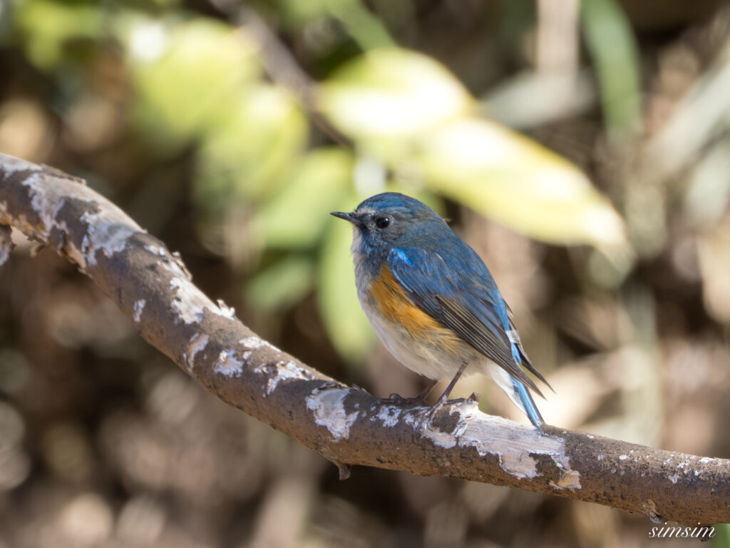 ルリビタキ　横浜の公園