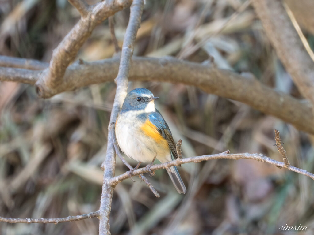 ルリビタキ　横浜の公園
