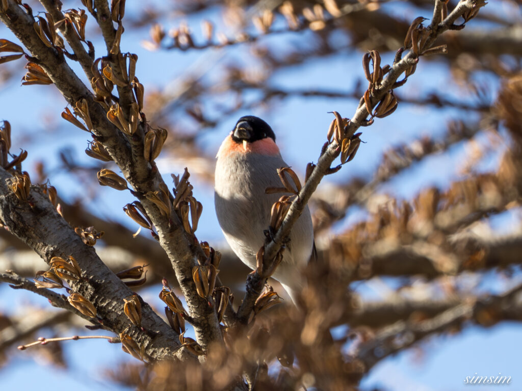 ウソ　横浜の公園