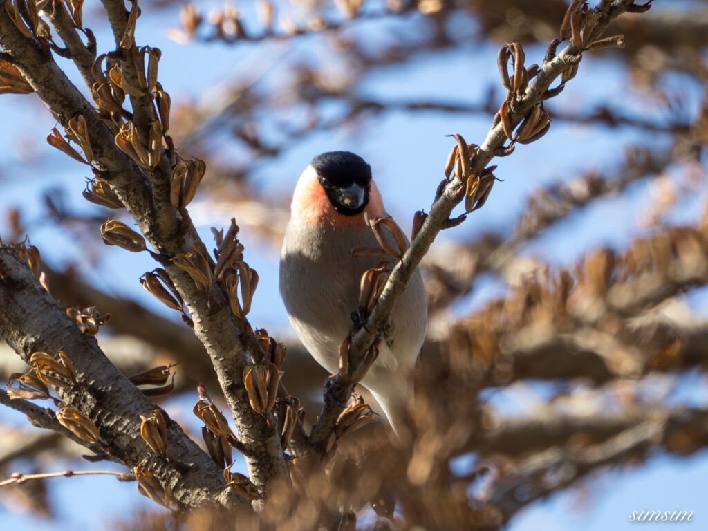 ウソ　横浜の公園