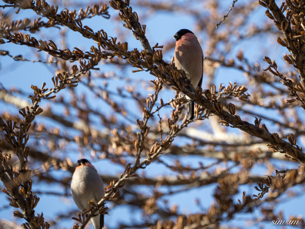 ウソ　横浜の公園
