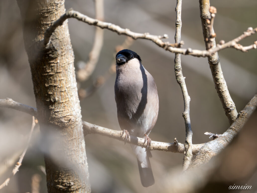 ウソ　横浜の公園