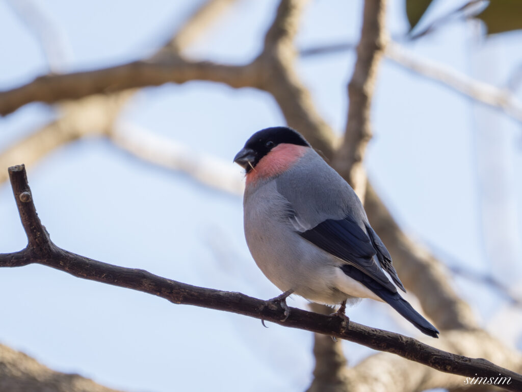 ウソ　横浜の公園
