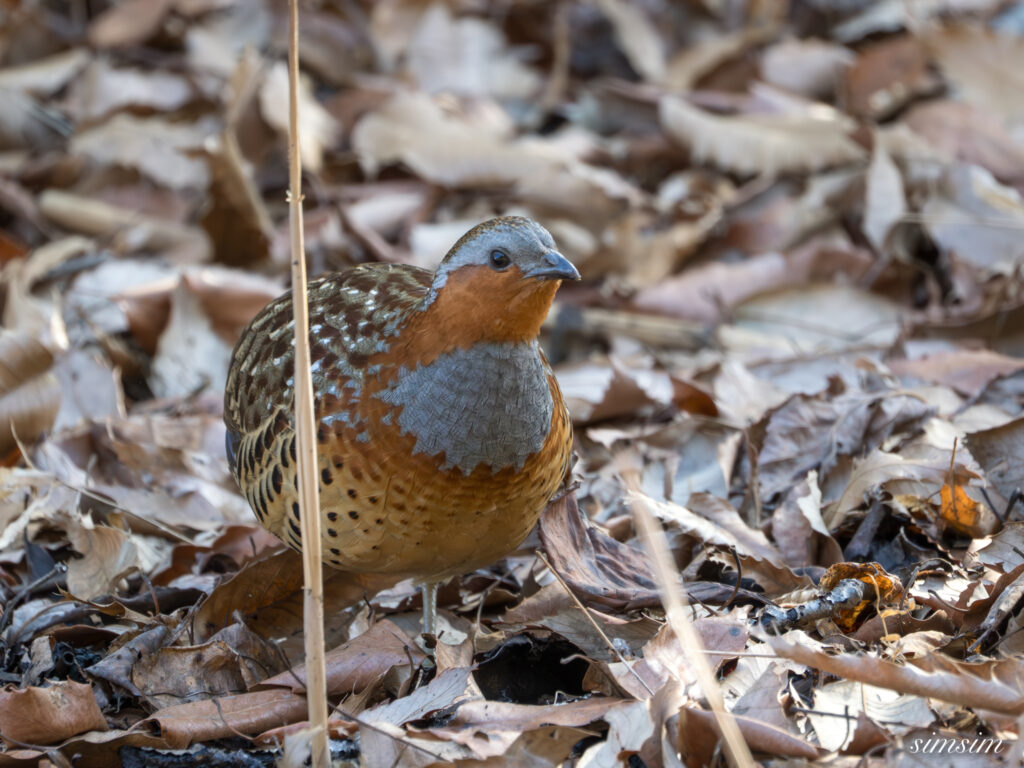 コジュケイ　横浜の公園