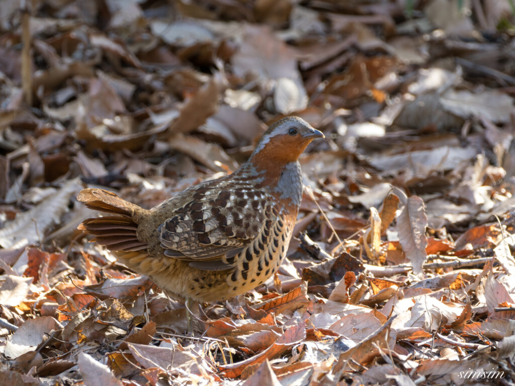 コジュケイ　横浜の公園