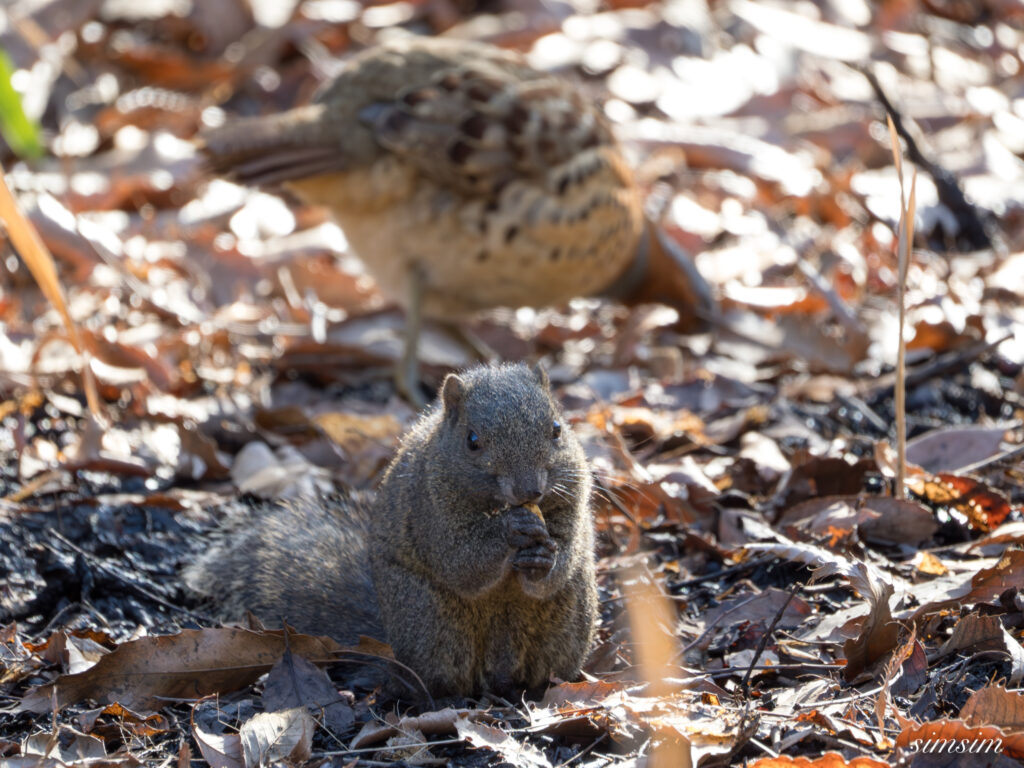 タイワンリス　横浜の公園