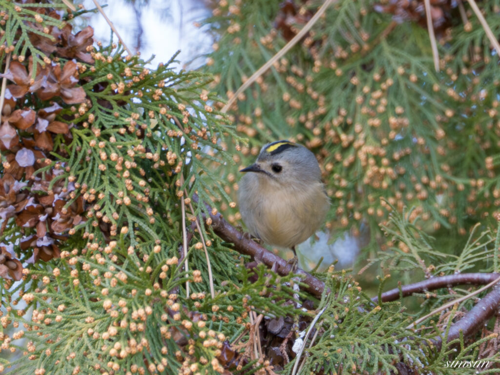 キクイタダキ　埼玉の公園