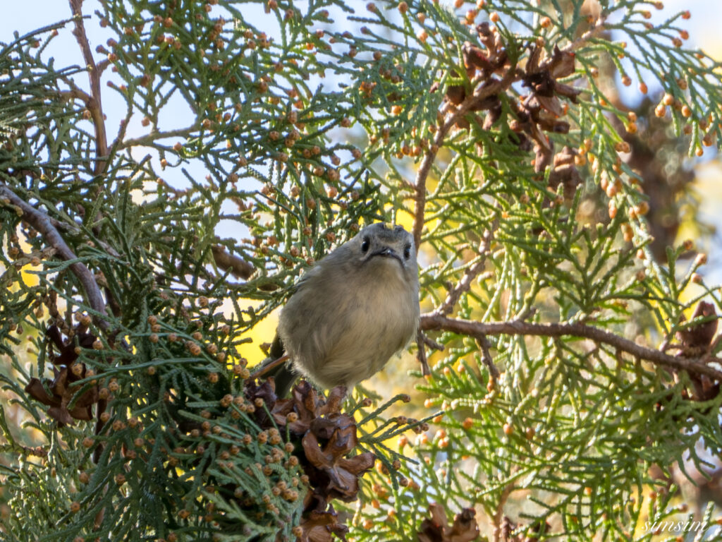 キクイタダキ　埼玉の公園