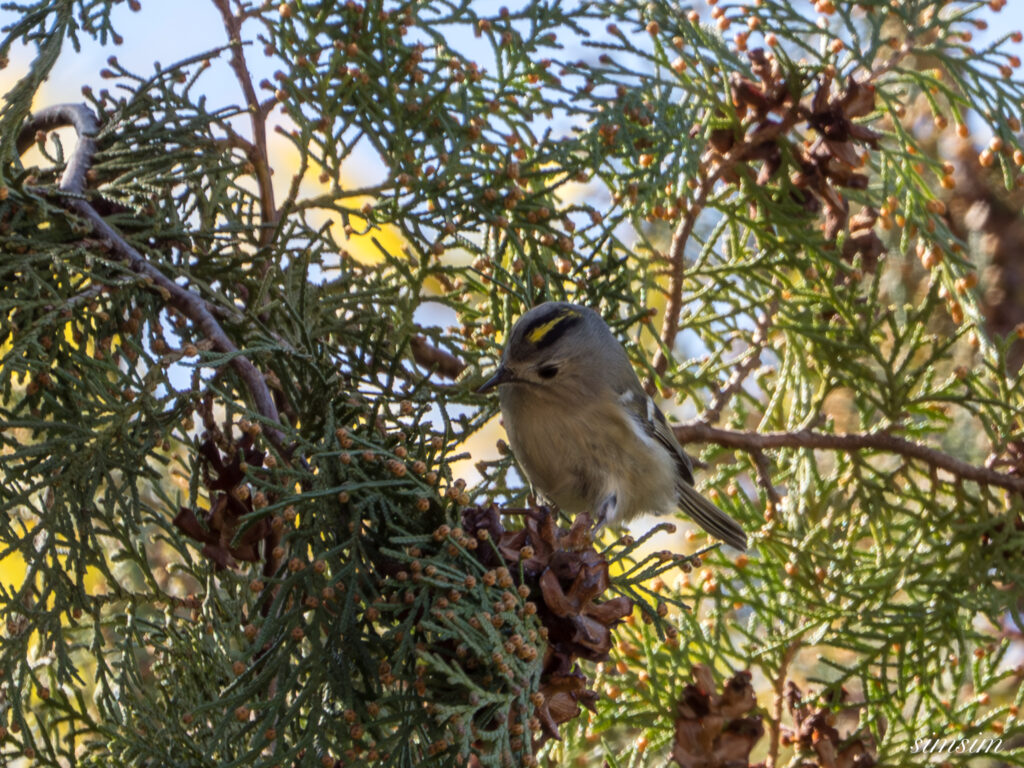 キクイタダキ　埼玉の公園
