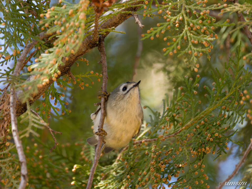キクイタダキ　埼玉の公園