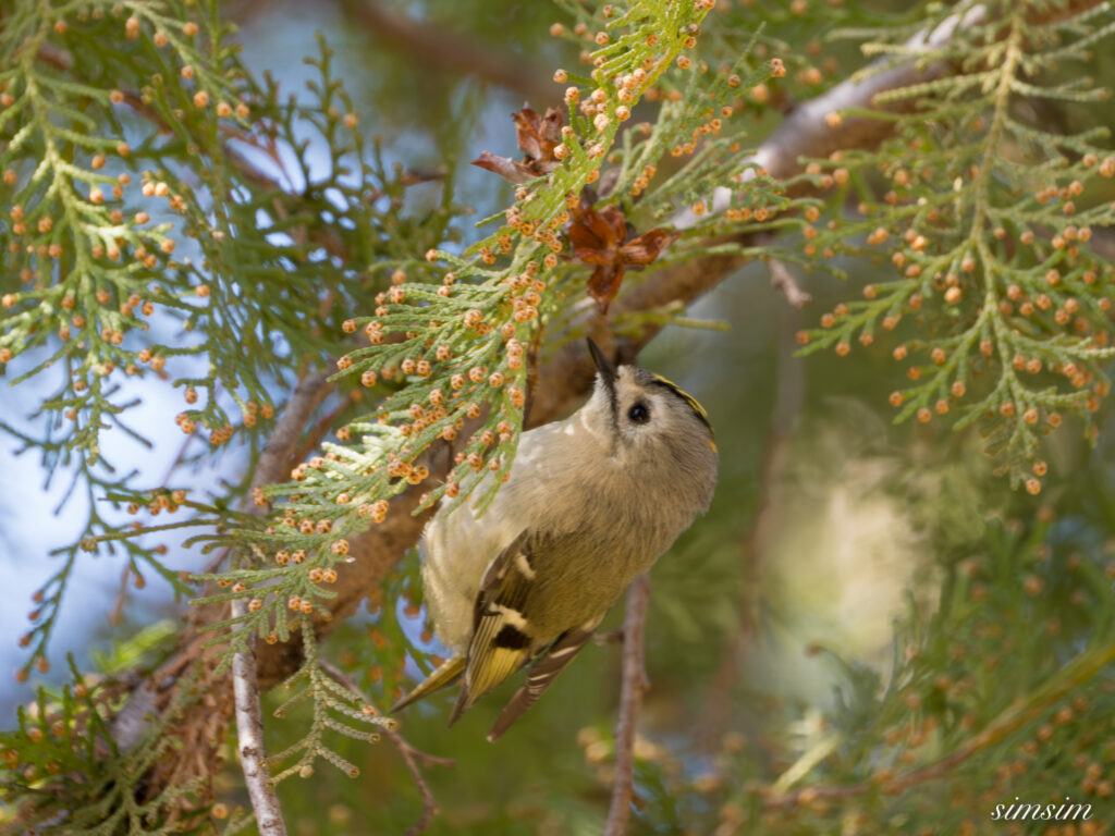 キクイタダキ　埼玉の公園