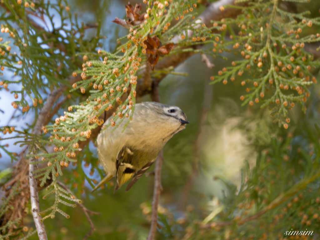 キクイタダキ　埼玉の公園