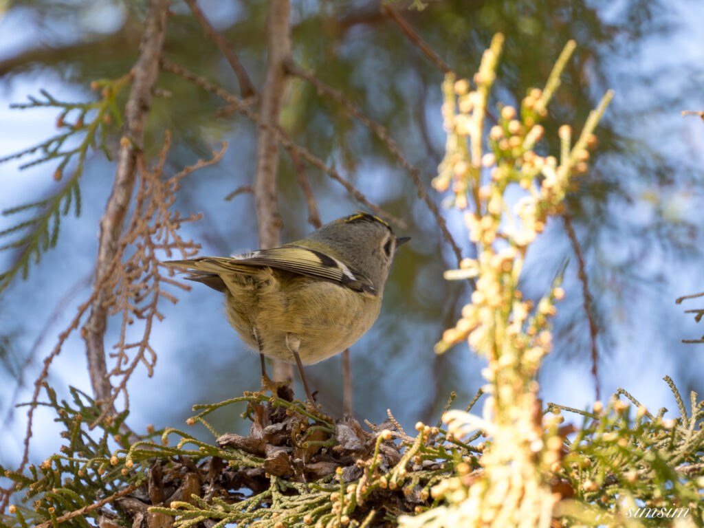 キクイタダキ　埼玉の公園