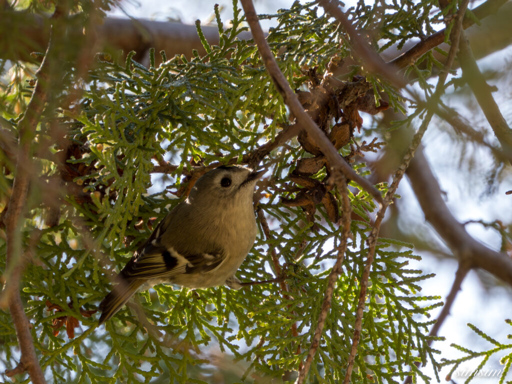 キクイタダキ　埼玉の公園