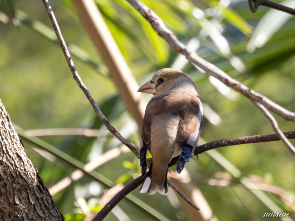 シメ　埼玉の公園