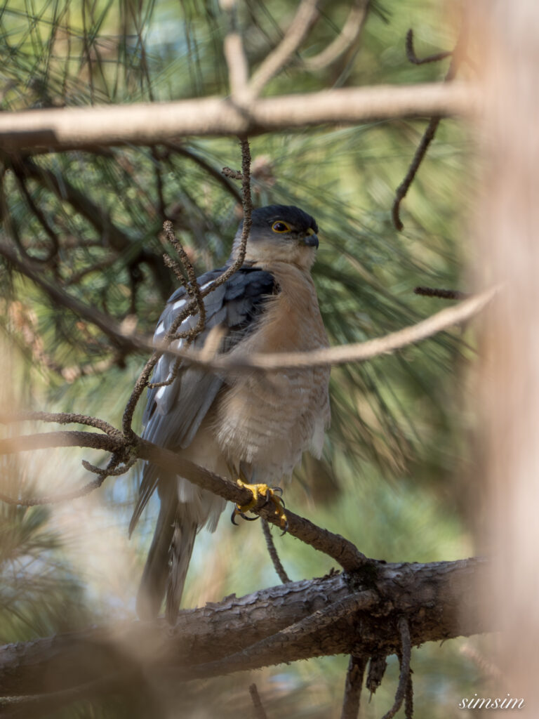 ツミ　埼玉の公園
