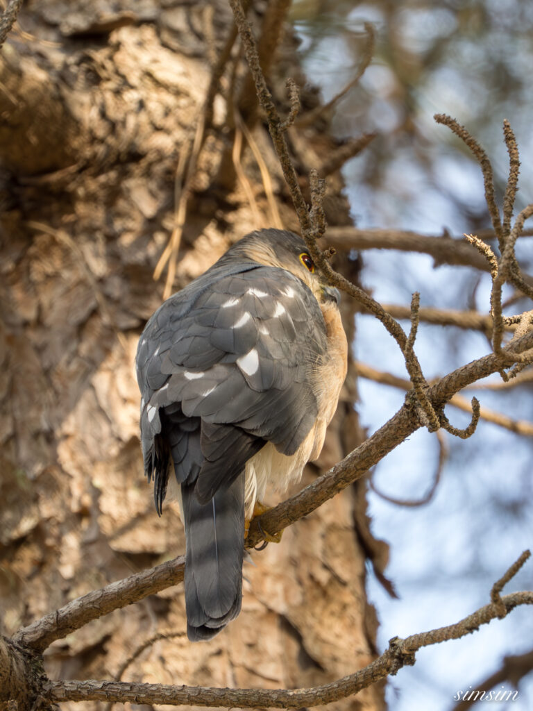 ツミ　埼玉の公園