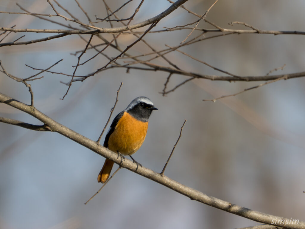 ジョウビタキ　埼玉の公園