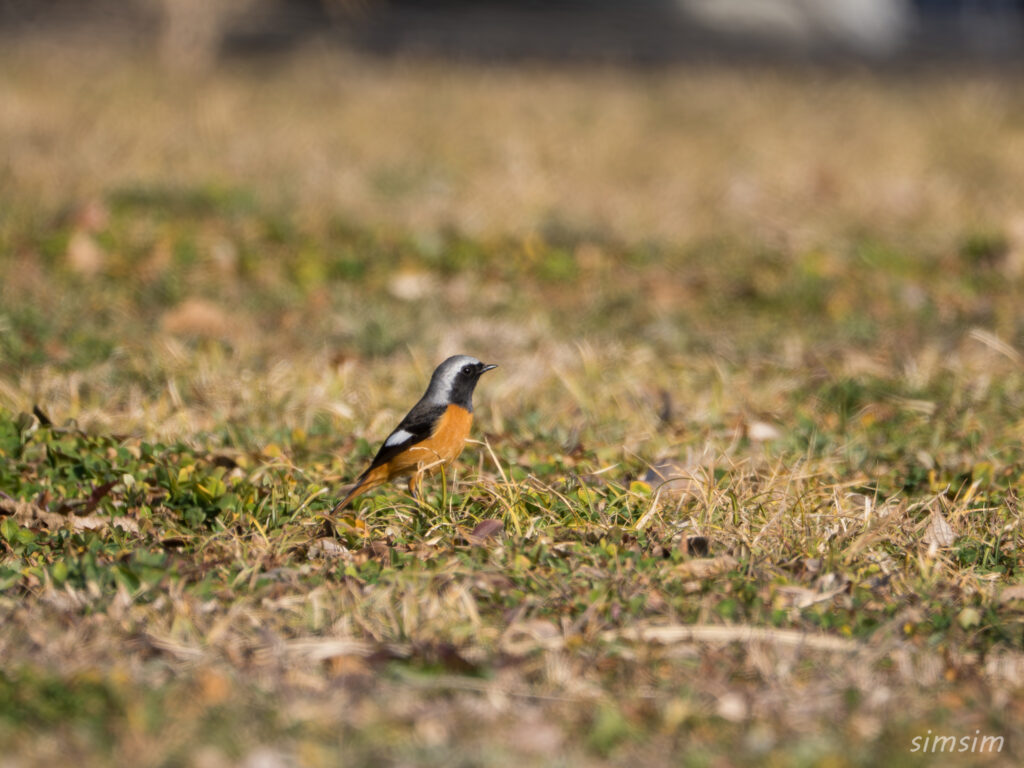 ジョウビタキ　埼玉の公園