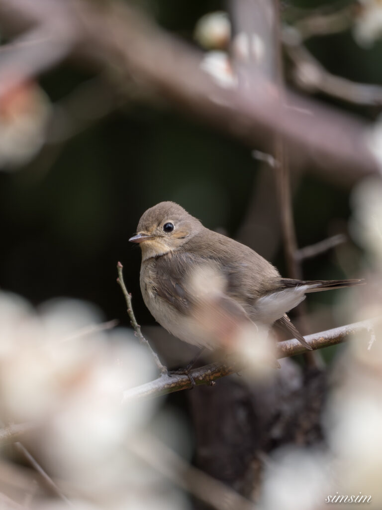 ニシオジロビタキ 都内の公園