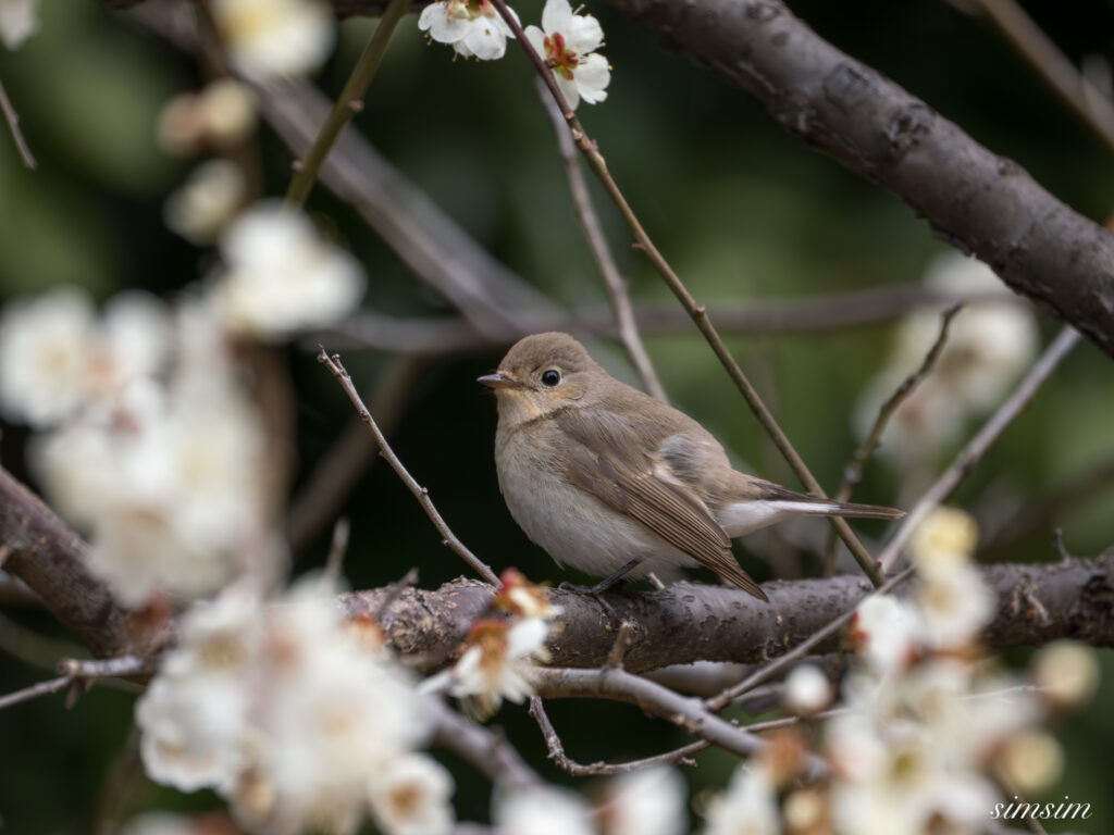 ニシオジロビタキ　都内の公園