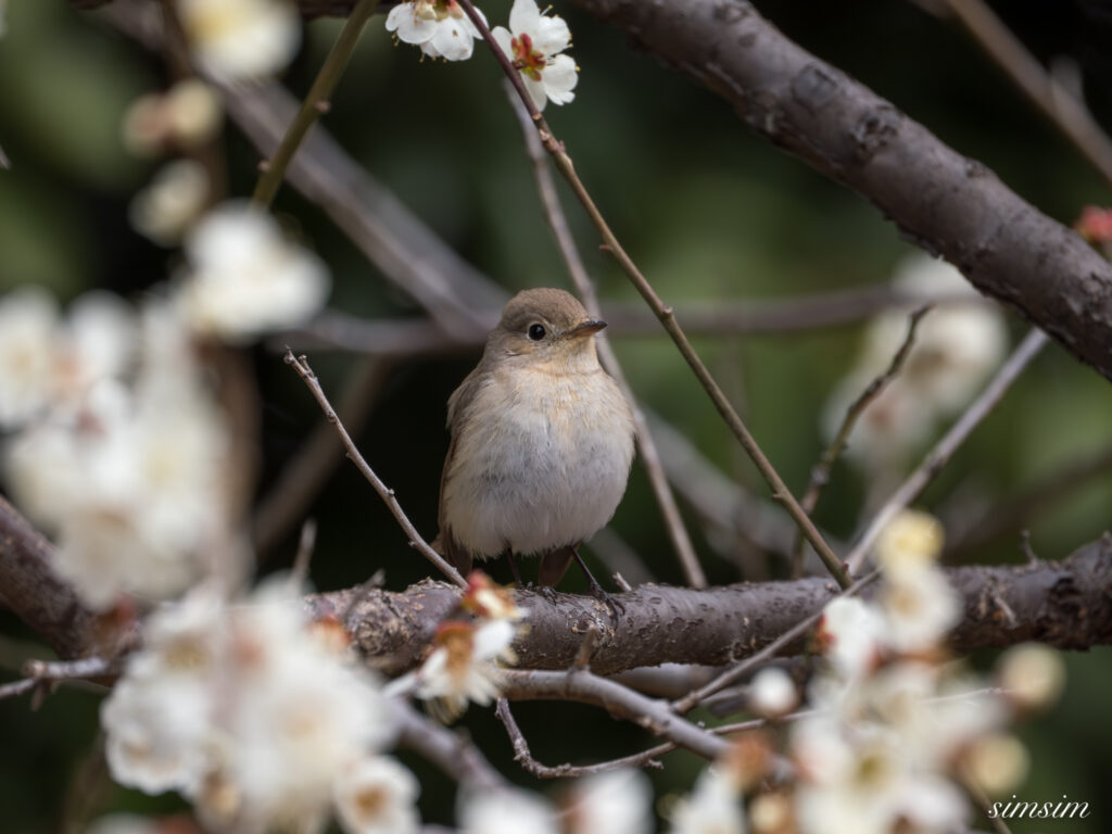 ニシオジロビタキ 都内の公園
