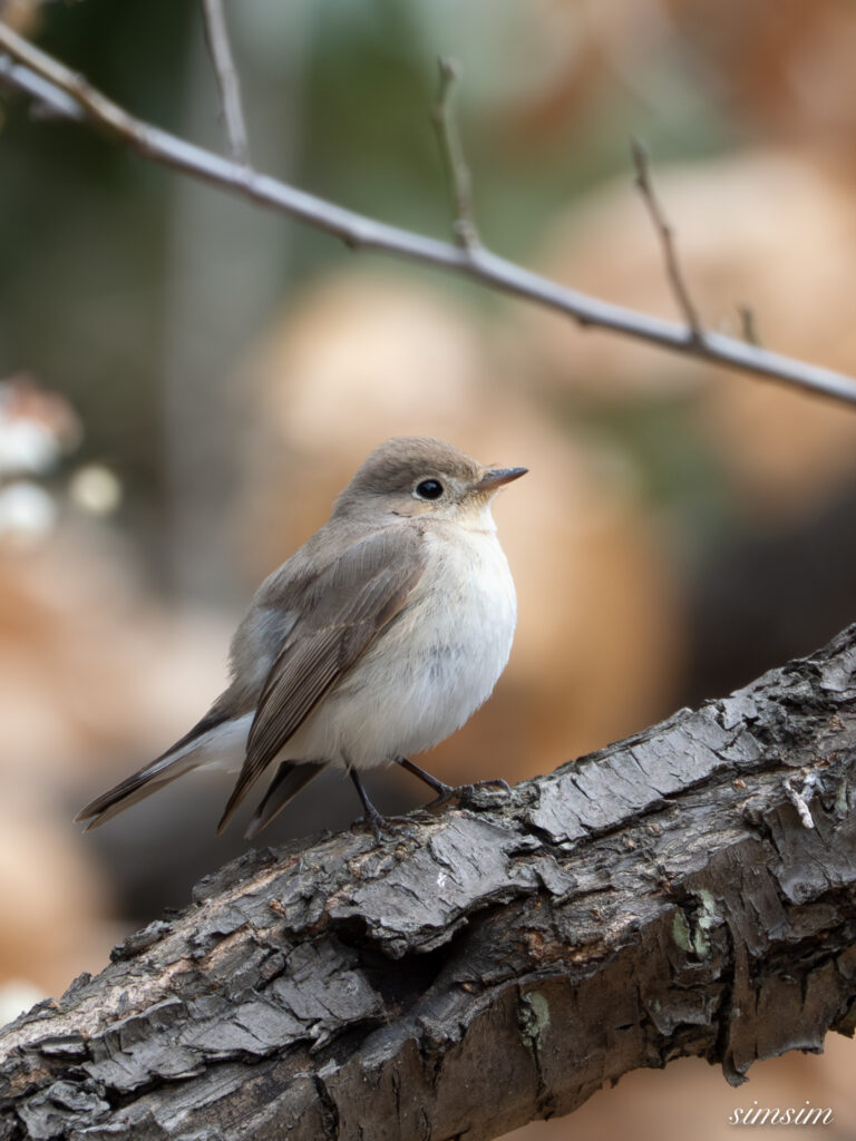 ニシオジロビタキ　都内の公園