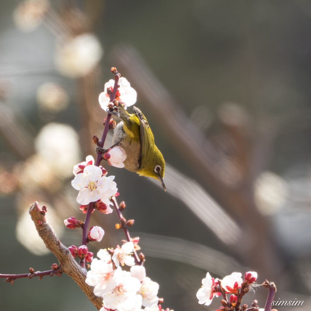 メジロ 都内の公園