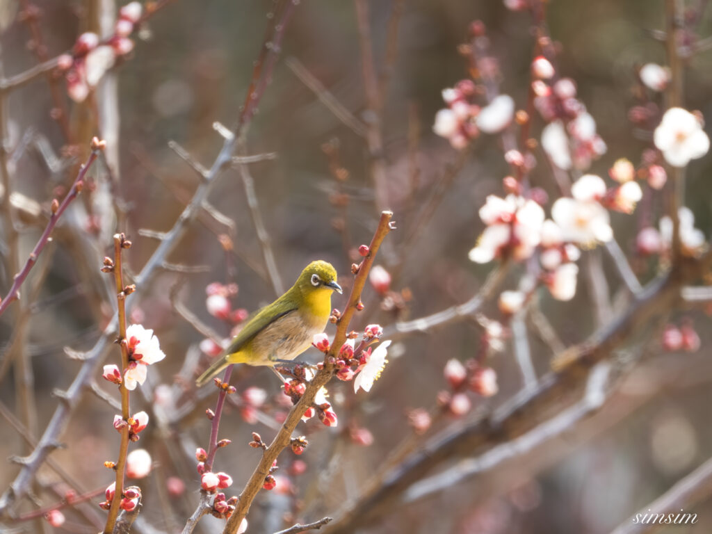 メジロ 都内の公園