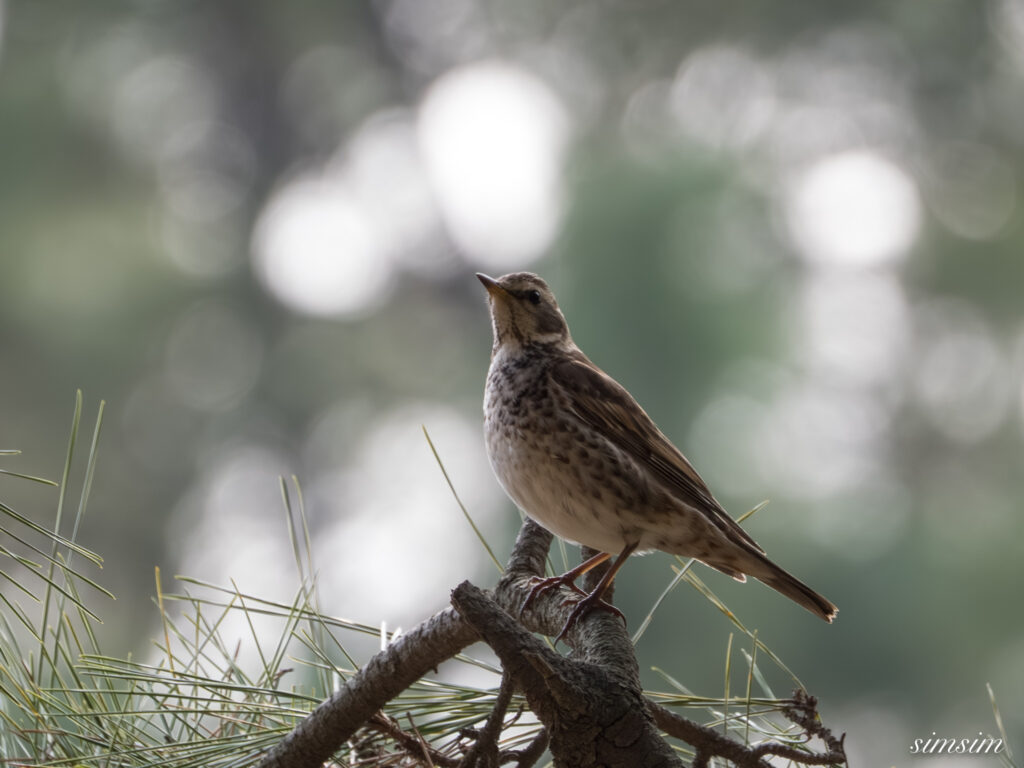 ツグミ 都内の公園