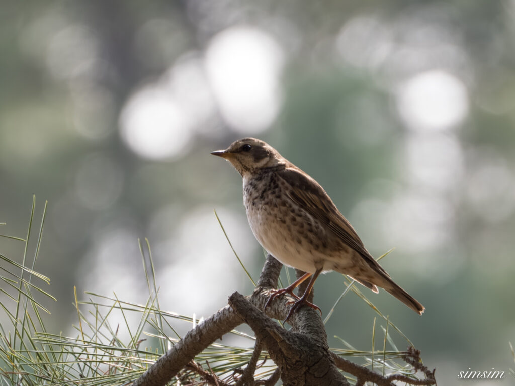 ツグミ 都内の公園