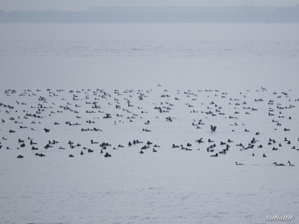 海鳥 都内の公園