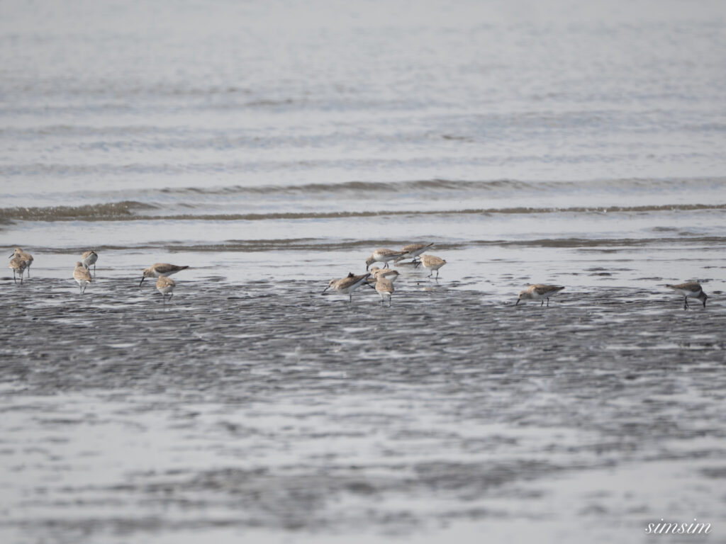 ハマシギ 都内の公園